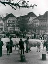 Ab der zweiten Hälfte des 19. Jahrhunderts wurde der Haalplatz zunehmend für Vieh-, Wochen-, Jahrmärkte und Festlichkeiten genutzt, ein spätes Beispiel ist hier der Viehmarkt 1941. Im Hintergrund ist das ehemalige Geschäftshaus des 1939 nach Großbritannien geflüchteten jüdischen Kaufmanns Moses Herz erkennbar. Es wurde in den 1960er Jahren für den Bau der Südwestbank abgerissen. Fotograf unbekannt (StadtA Schwäb. Hall FS 01722)