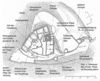 Plan der Ruine Oberlimpurg nach den Grabungen von 1904/05 mit modernen Ergänzungen. Die Wallanlage liegt außerhalb dieser Darstellung. Aus: Eugen Gradmann (Hrsg.): Die Kunst- und Altertums-Denkmale der Stadt und des Oberamts Schwäbisch-Hall, Esslingen 1907, S. 92.