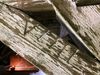 Vermutlich durch die Zimmerleute beim Bau des Dachstuhls angebrachte Nummerierung „VIIII“ (9) an einem Balken im Dachstock, September 2018. Foto: Daniel Stihler (StadtA Schwäb. Hall DIG 11037)