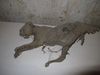 Bei der Sanierung der Häuser im Weiler 17 und 19 gemachte Funde: mumifizierte Katze, April 2012. Foto: Daniel Stihler (StadtA Schwäb. Hall DIG 03545)